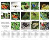 Bug Calendar Kit PDF - 1:...