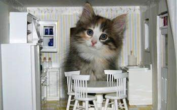 SmallhouseModel photo